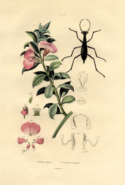 Mavi Vahşi İndigo, 1833-39 by French School